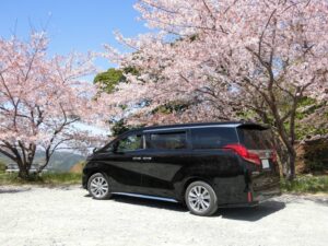 アルファードと桜